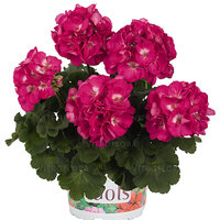Зональная, кустовая пеларгония (герань) Green Idols Rose with eye